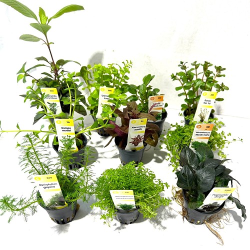 Sortiment von 60 Pflanzen